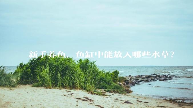 新手养鱼，鱼缸中能放入哪些水草？